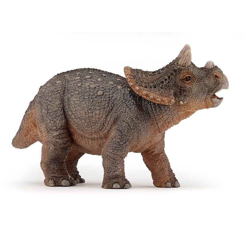 Dinosaur - Young Triceratops